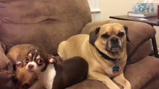Turboroo & Family Singing Adele