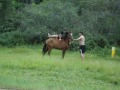 image Como Burro Esse Meu Cavalo Ubatuba