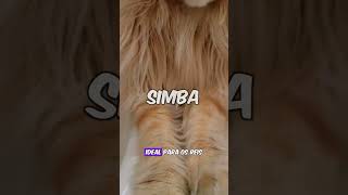 Os Nomes De Gatos Mais Populares