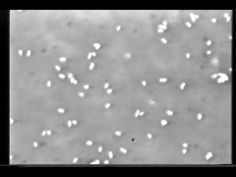 Motility Of Bacteria. Video About Motile Bacteria