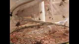 Captured Dozens Of Lawn Spiders With A Headlamp And A Bugzooka
