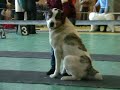 Монопородная выставка среднеазиатских овчарок, 07.02.2009, 