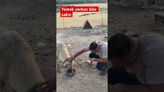 Yemek Yerken Bile Sakin