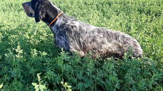 Gjueti Shkurteze,Caccia Alle Quaglie,Coturnix Coturnix,Rondi&Monun