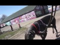 Biking with Toetie, my Great Dane (German Mastif)