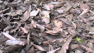 Cocoa Farming in Ghana