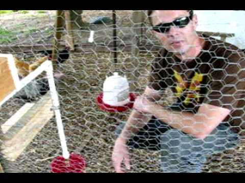 DIY Easy Chicken Watering