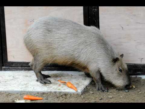 池田動物園　カピバラ　カピ子さんのお食事