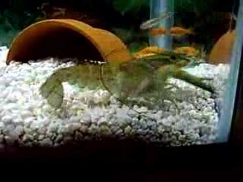 Crayfish attack