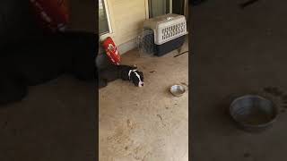 Apbt Spank Tudorsouthern, Tripel J ,Sorrells Pokey ,And Tacomas Jack 9Xw