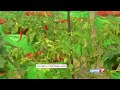 How to Grow Vegetables in a Container or Pots on the Terrace | Poovali | News7 Tamil