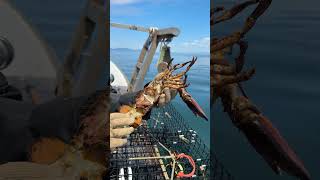 Lobster Barnacle Removal