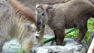 Golden Takin Gets Its Name