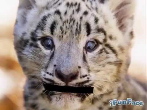 Bible Animals
