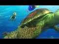 Finding Dory All Movie Clips 2016 Pixar Animation Finding Dory All Movie Clips 2016 Pixar Animation
