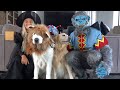 WE SPOOKED OUR PETS FOR HALLOWEEN! - Super Cooper Sunday 365