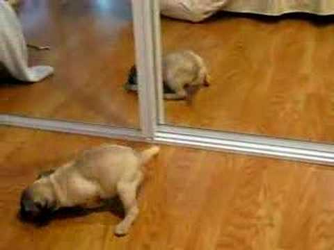 Pitbullpuppies Youtube on Funny Puppy Pug Identity Crisis  Puppies Vs Babies Animal Planet