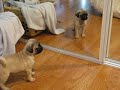 funny puppy pug identity crisis (puppies vs babies animal planet contestant)