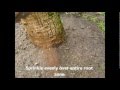 How to fertilize a Palm
