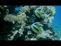 Dive Trek Movie Hd El Gouna Red Sea Egypt