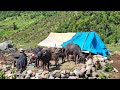 Nepali Mountain Village Life | Nepal | Washing Buffalo Milk in Cattle shed  Real Nepali Life |