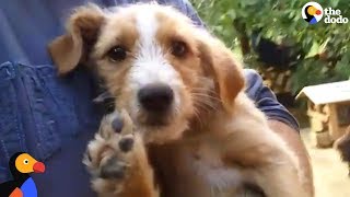 Man Saves All The Dogs Nobody Else Wants | The Dodo