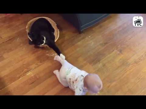 Funny Cats - Funniest Cats Videos Compilation 2019