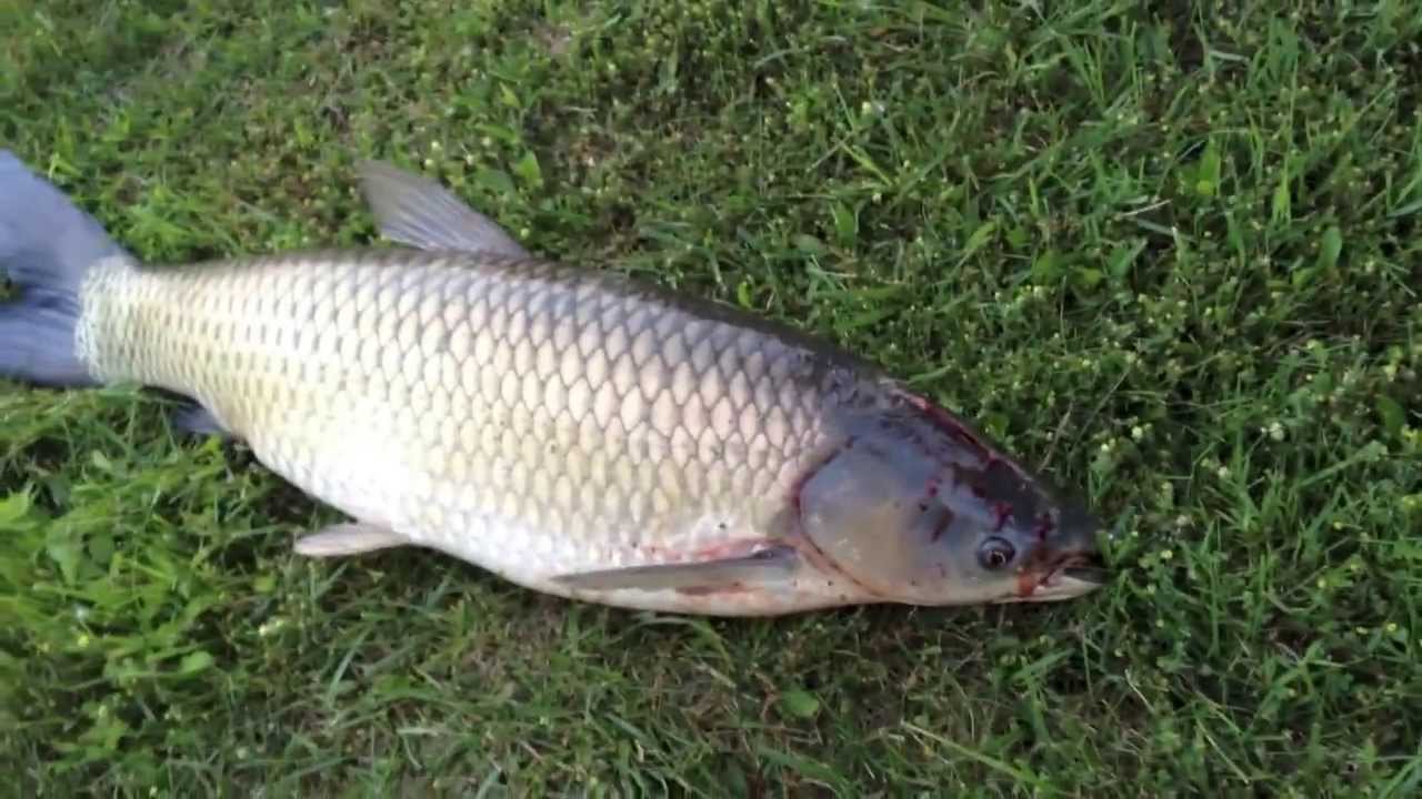 Asian carp illinois river