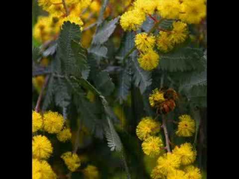 Cootamundra Wattle Video