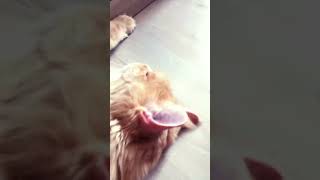 Je Vous Montre Mon Chat