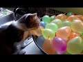 Funny Cats vs Balloons Compilation 2014 [NEW HD]