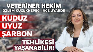 Kuduz, Uyuz, Şarbon Tehlikesi Yaşanabilir