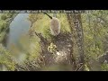 Kootenai Eagle Cam,Mama&Papa Fly Off Nest Goslings Jump,5/9/14