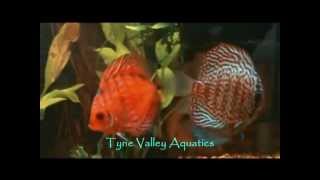 Tropical fish Newcastle - Tyne Valley Aquatics - Aquarium and Pond Supplies