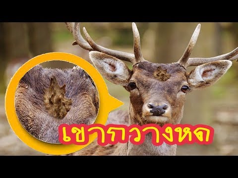 🔴เขากวางคุด เขากวางหด ของขลังทนสิทธิ์ อิทฤทธิ์สูง มหาอำนาจ ราชศักดิ์ ดั่งพญากวาง