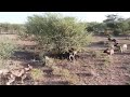 Africa Salvaje Dos Hienas Vs Jauria De Perros Salvajes images Africa Salvaje Dos Hienas Vs Jauria De Perros Salvajes