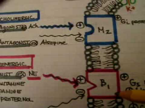 receptors/antagonist/agonists. 2:13. class video Autonomic Nervous System