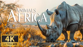 Животные Африки 4K 🐾 Discovery Relaxation Замечательный Фильм О Дикой Природе С Фортепианной Музыкой