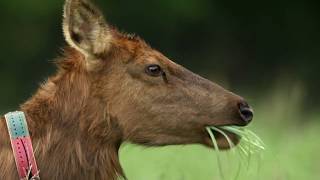 Discover Elk in the Missouri Ozarks