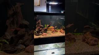 40 Gallon Breeder Cichlid Tank