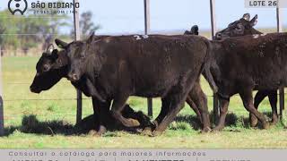 LOTE 26 - FÊMEAS ANGUS CA - LEILÃO VIRTUAL SÃO BIBIANO 2020