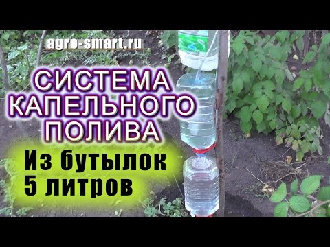Капельный полив из пластиковых бутылок своими руками для огурцов Капельный полив из пластиковых бутылок своими руками для огурцов