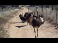 A Long Long Way Video preview