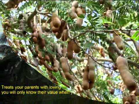 Sooryanai thazhuki.. Satyam Sivam Sundaram