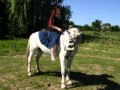 Sandor und Ich