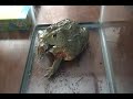 African Bullfrog "Pixie" eats bird and clean his cage