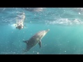 20121026 DolphinSwimming in Toshima 利島のイルカ