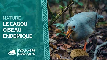 Pourquoi le cagou ne vole T-IL pas ?