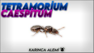 Tetramori̇um Caespi̇tum Türü Bakim Rehberi̇