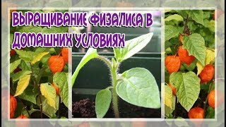 Семена граната как сажать Семена граната как сажать